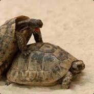 Turtle king
