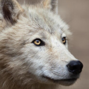 PaleWolf