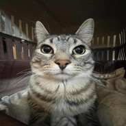 =^.^=