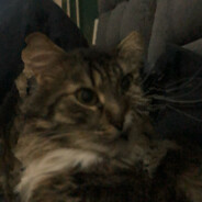 stpdcat