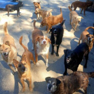 Animais Agueda A4