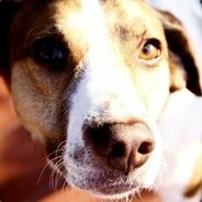 Damirafokin335