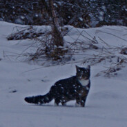 FatCat