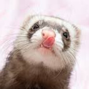 Ferret on Fentanyl