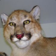 Skankatrocious