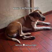 BOB OVO