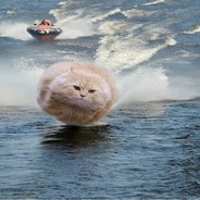 Hovercat