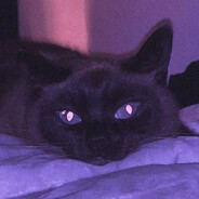 ʙʟxᴄᴋʙᴜꜱᴛᴀ