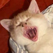 merrrrkel