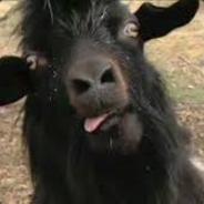 ToatsMcGoats  ︻デ═一 ▸