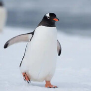 Pingüino Rodriguez