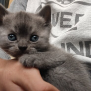 Miaw