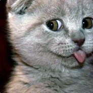 WhyMittens