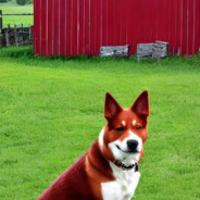 RedFarmDog