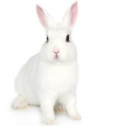 conejoalbino123