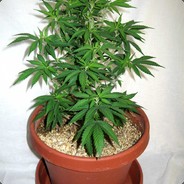 Suspicious Plant