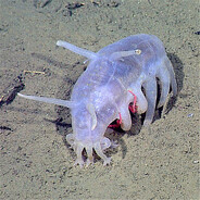 14cm sea pig