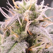 Magmarijuana