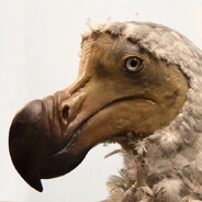 DoDo