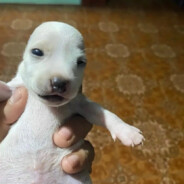 talipet