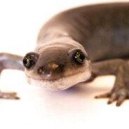 salamander man