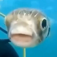 Mr Fish