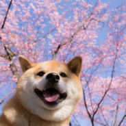 辰怜