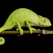 Chameleon