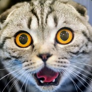 Кот