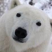 PolarBear