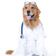 DogtorCal