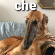 Perro Nargentino