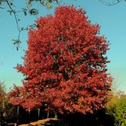 Lonely Oak