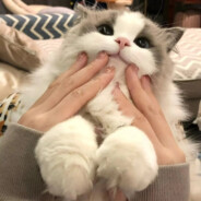 Dee