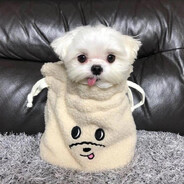 西红柿鸡蛋面