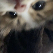 ๋