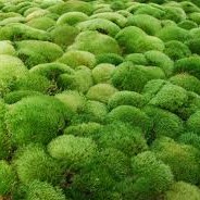 Moss