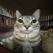 Meow  :-3