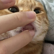 Tato