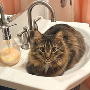 Steam Community Avatar