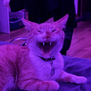 kluss