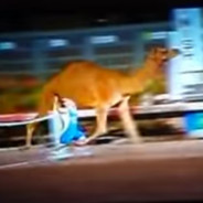 midget race's against a camel