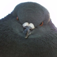 _RIPIR_