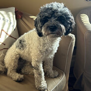 Shih-Poo Dad 2022