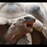 Attackingturtle
