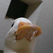 오리 DUCK