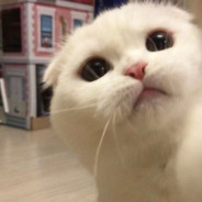 猫叔丶
