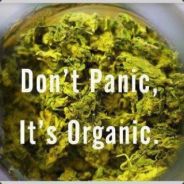 P a n 1 k a