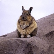 Wise Bunny
