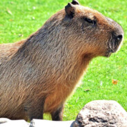 Capibara